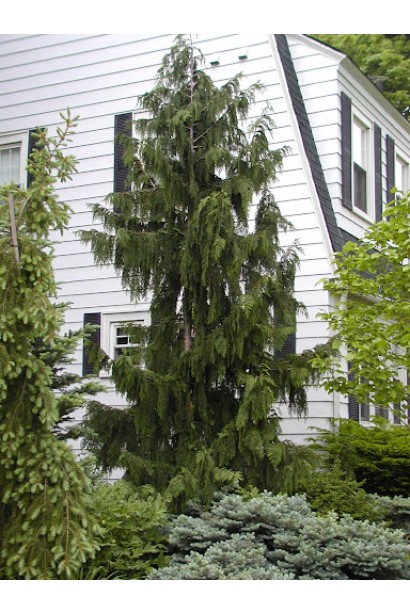 Кипарисовик нутканский Джубили плакучая форма кроны